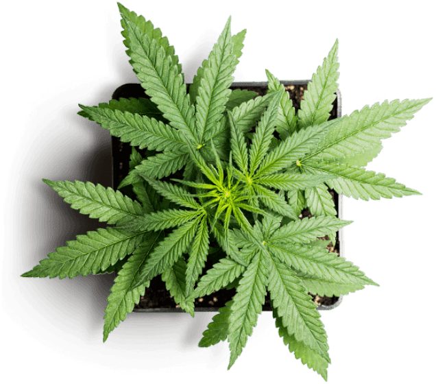 Abstract of On-demand Marijuana Delivery App